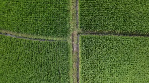 Aerial Top Down View of Lush Green Rice Fields and Patterned Terraces Stock Footage 343911597