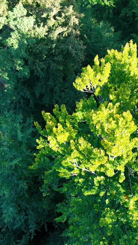 Aerial Top Down View Of Lush Green Forest During Golden Hour Vidéo 347987035