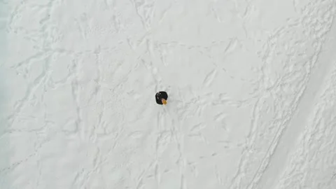 Aerial top-down view of a man launching drone in a snow covered pine forest Stock-Footage 249902896