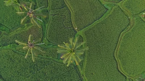 Aerial top down view of mancingan rice terrace in bali Stock Footage 328912570