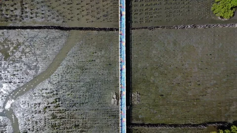 Aerial-top-down-view-of-mangrove-forest-mudflat-shoreline Stock Footage 344248335