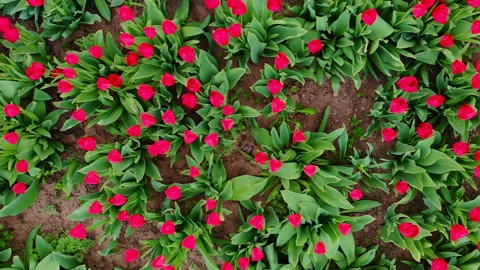 Aerial top down view of many red young roses in the garden. Camera moves and Stock Footage 166092680