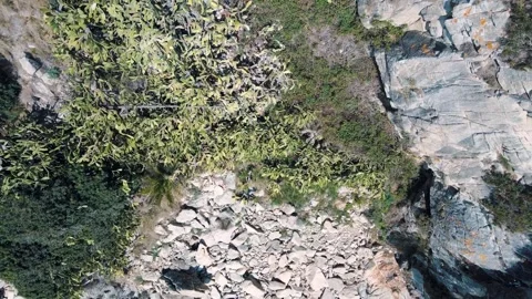 Aerial top down view of many cactus plants and nature scene near Playa de l.. Video stock 246298733