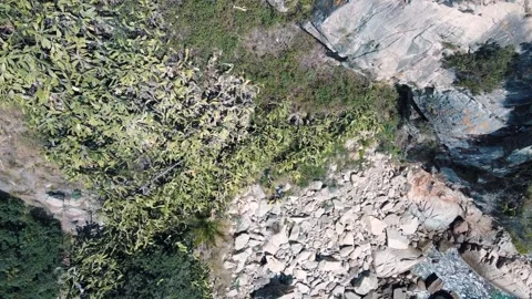 Aerial top down view of many cactus plants and nature scene near Playa de l.. 스톡 동영상 246298770