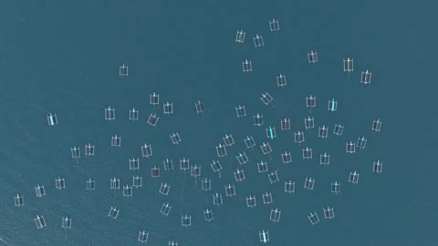 Aerial top down view of many traditional indonesian jukung outrigger boats Stock Footage 331631308