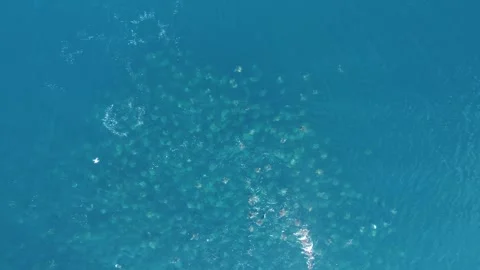 Aerial top-down view of a massive fever of Mobula rays swimming Stock Footage 331157597