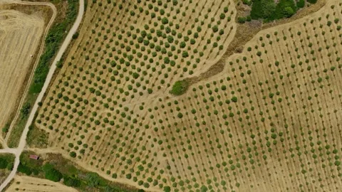 Aerial Top Down View of Mediterranean Olive Grove Plantation in Sardinia Italy Stock Footage 340549822