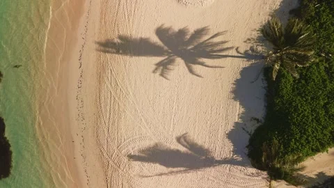 Aerial top down view of minimalist silhouettes of palm tree shadows on beach Stock Footage 273533430