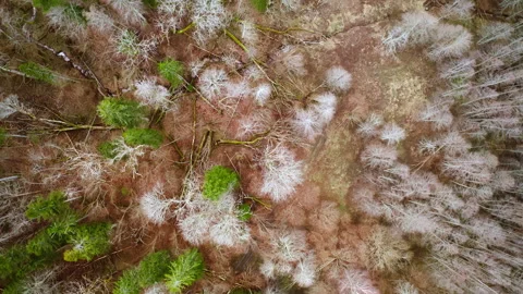 Aerial top down view of mixed old forest landscape with fallen trees. Stock Footage 291440007