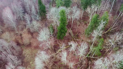 Aerial top down view of mixed old forest landscape with fallen trees. Stock Footage 292963298
