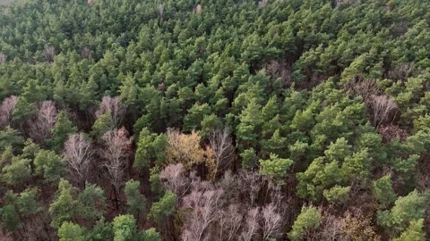 Aerial Top Down View of Mixed Forest Canopy with Green Pines and Bare Trees Stock Footage 323330732