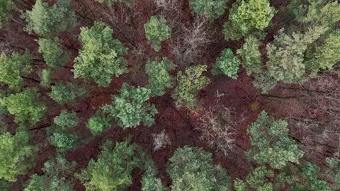Aerial Top Down View of Mixed Autumn Forest Canopy Texture Video stock 323330914