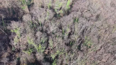 Aerial Top Down View of Mixed Forest in Early Spring Stock Footage 324889706