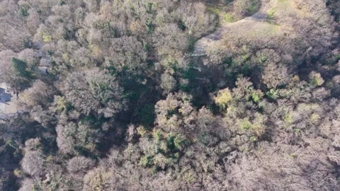 Aerial Top Down View of Mixed Forest in Early Spring Stock Footage 324889727