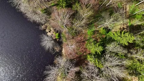 Aerial Top-Down View of Mixed Forest and Dark Lake Shore in Early Spring Latvia Stockbeeldmateriaal 334123548