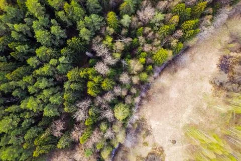 Aerial top-down view of a mixed forest and small river Stock Photos