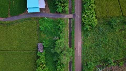 Aerial top down view of a motorcycle driving on a rural road between rice fields 스톡 동영상 334825010