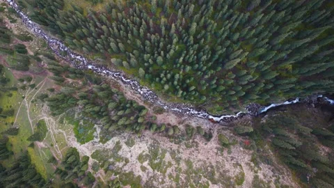 Aerial top-down view of mountain stream flowing through dense spruce forest Stock Footage 346378143