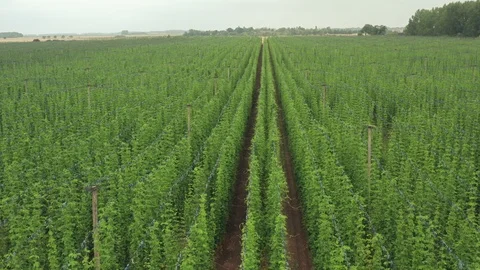Aerial top down view moving up above a hop plantation grown in central europe 스톡 동영상 113761455