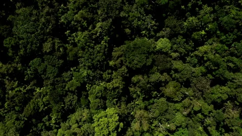 Aerial top down view moving over the tropical forest canopy 库存影片 336865380