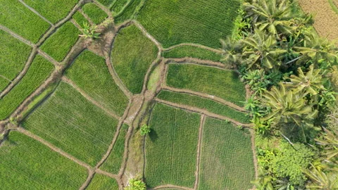 Aerial Top Down View Moving Over Beautiful Rice Fields and Tropical Paradise Stock Footage 346210080