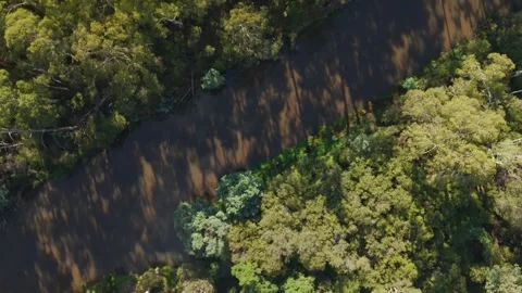 Aerial top-down view of a muddy river and green forest Stockbeeldmateriaal 336362802
