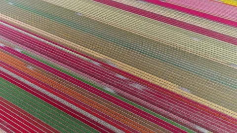 Aerial top down view of multicoloured tulip field located in Lisse 4k Stock Footage 146335201