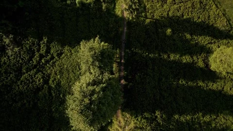 Aerial top-down view of a narrow path through dense green foliage, with a l.. Stock Footage 312207414