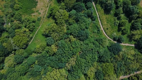 Aerial top down view of nature trails on Drachenberg in Grunewald Forest Berl 스톡 동영상 249111204