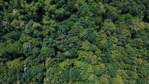 Aerial top down view of nature trails on Drachenberg in Grunewald Forest Berl 스톡 동영상 249111248