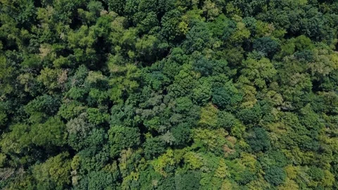 Aerial top down view of nature trails on Drachenberg in Grunewald Forest Berl 스톡 동영상 249111272