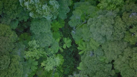 Aerial: top down view of New Zealand native bush, coromandel Stock Footage 187235819