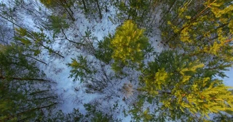 Aerial top down view of northern woods covered with snow on sunrise.  Stock Footage 102094536