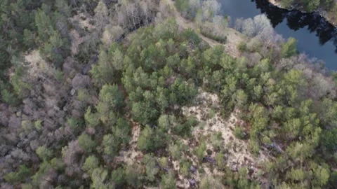 Aerial top-down view of a Norwegian pine forest with bare deciduous trees during Video stock 335198929