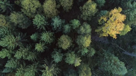 Aerial top down view o mixed tree autumn forest in Northern Europe Stock Footage 105673887