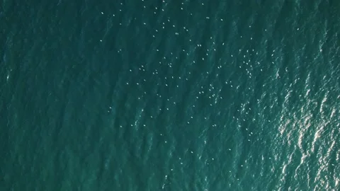 Aerial Top-Down View of Ocean with Seagulls in Flight Stock Footage 229972064