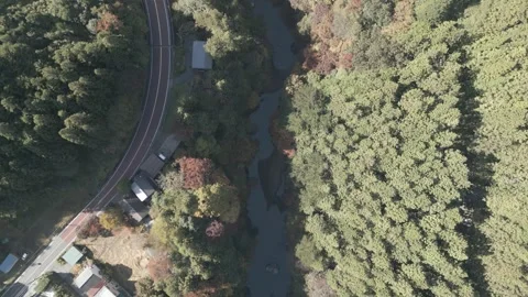 Aerial Top-Down View of Okutama Gorge River and Road, Tokyo, Japan Stock Footage 303015403