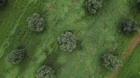 Aerial top down view of olive tree plantation on green farm field, Stock Footage 242528555