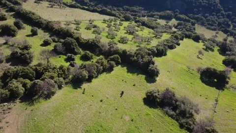 Aerial top down view of olive groves fields and farmers in rural plain Stock Footage 337458681