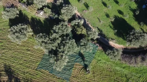 Aerial top down view of olive harvest with nets and trees in grove Stock Footage 337460011