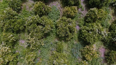 Aerial top down view of an orange plantation in Sicily (Italy) in bloom Stock Footage 107523131