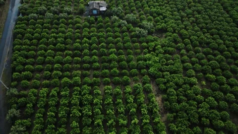 Aerial top-down view of orange groves near the town of Paternò in Sicily Stock Footage 285845792