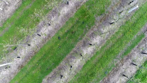 Aerial top down view over young orchard growing fruit apples 4k Stock Footage 75241305