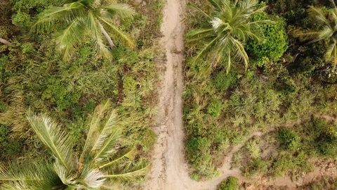 Aerial top down view over palms in jungle following the road in Thailand Stock Footage 88016541