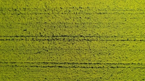 Aerial top down view over yellow canola and rapseed acre, dolly right Stock Footage 189240254