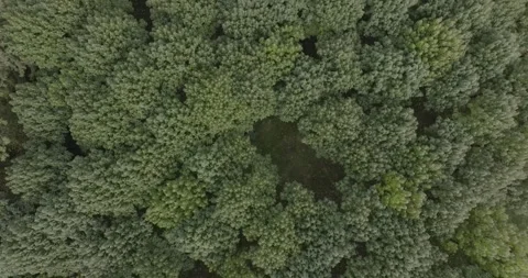 Aerial Top Down View Over Dense Green Forest Canopy, Drone Shot Video stock 340326176