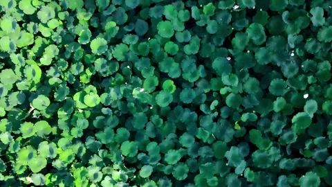 Aerial Top Down View Over Dense Green Lotus Leaves Floating On Water Surface Stock Footage 341952954