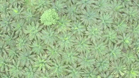 Aerial top down view of a palm oil plantation in Ecuador, South America Video stock 146754139
