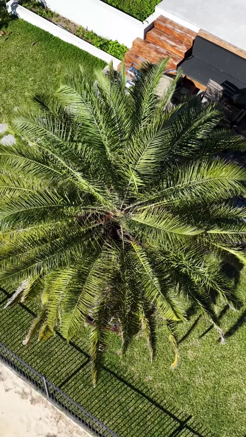 Aerial Top Down View of Palm Tree in Suburban Backyard Stock Footage 338319271
