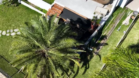 Aerial Top Down View of Palm Tree in Residential Backyard Garden Stock Footage 338327059